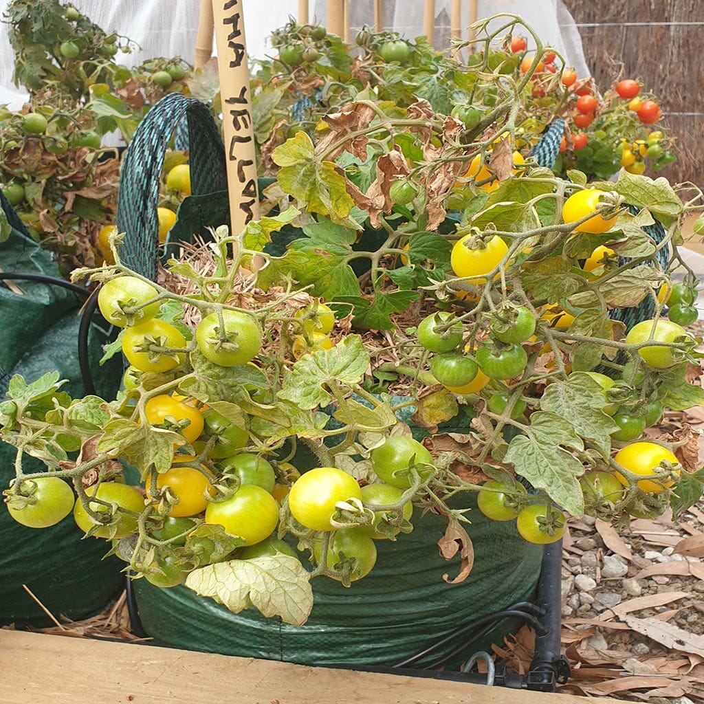 MICRO TOMATO - Regina Yellow - Lycopersicon esculentum