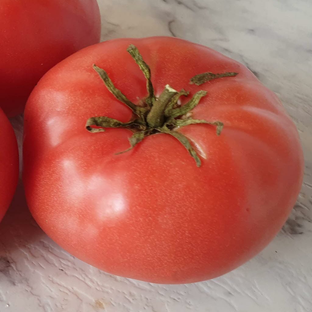 DWARF TOMATO - Rosella Crimson - Lycopersicon esculentum