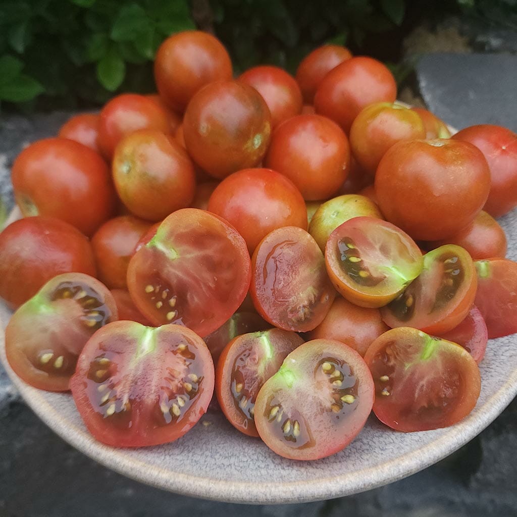 DWARF TOMATO - Sarandipity - Lycopersicon esculentum