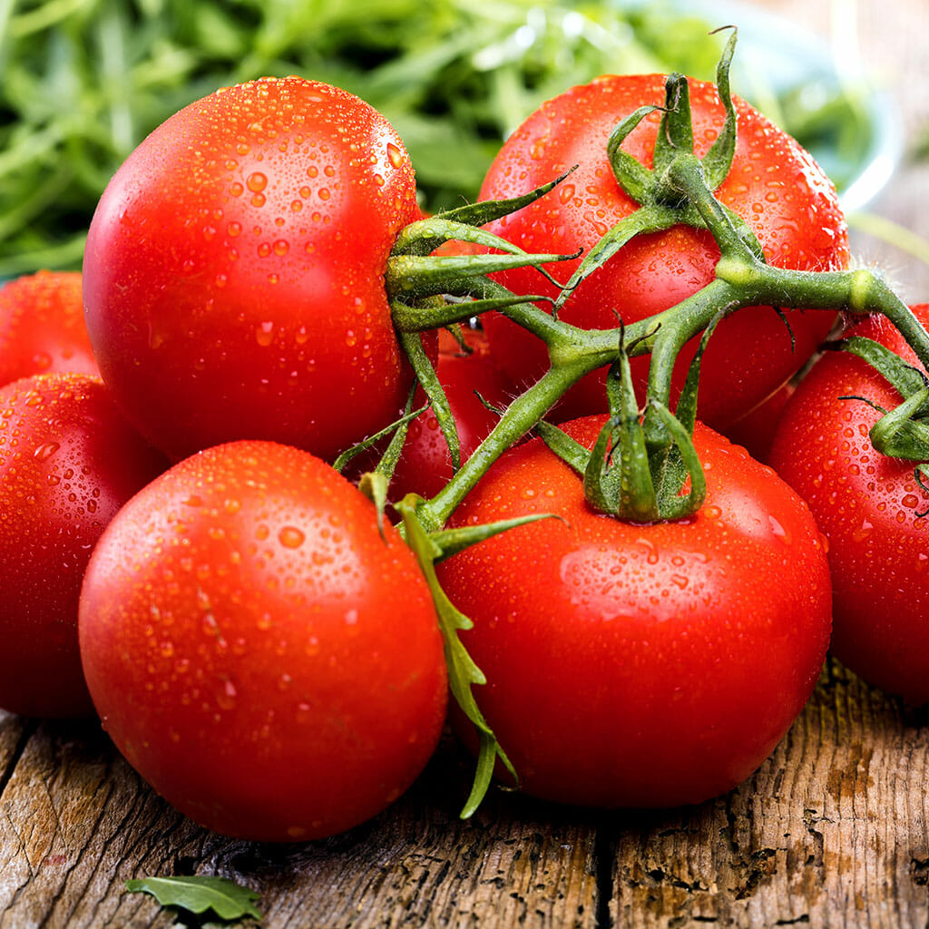 TOMATO - Saturn - Lycopersicon esculentum