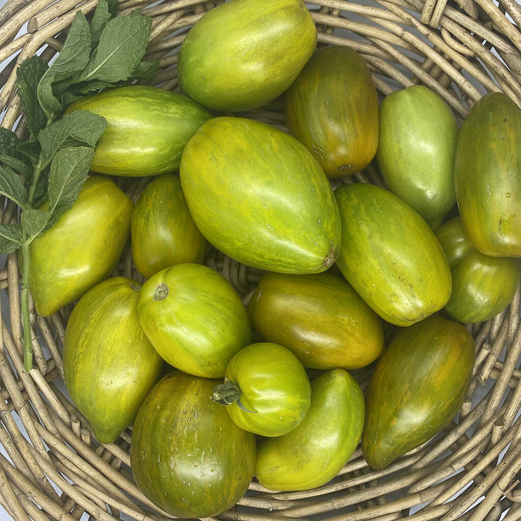 DWARF TOMATO - Saucy Mary - Lycopersicon esculentum