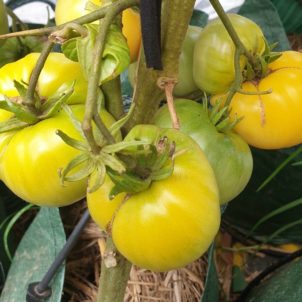 DWARF TOMATO - Sean's Yellow - Lycopersicon esculentum