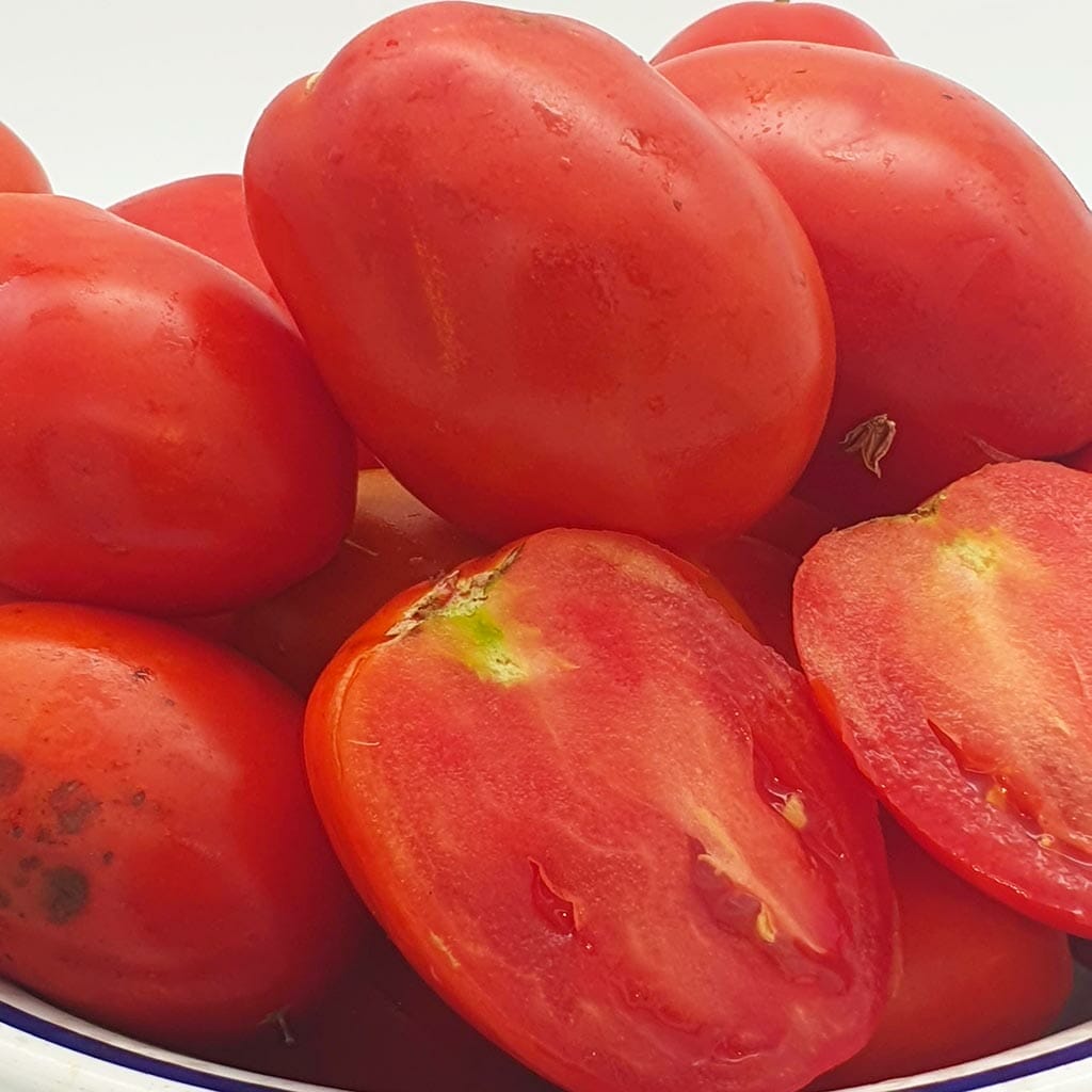 DWARF TOMATO - Sneaky Sauce - Lycopersicon esculentum