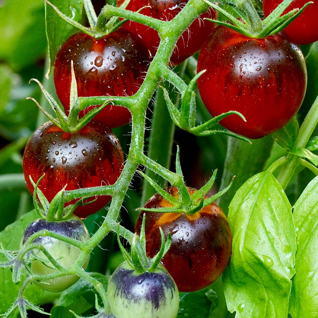 DWARF TOMATO - Striped Antho - Lycopersicon esculentum