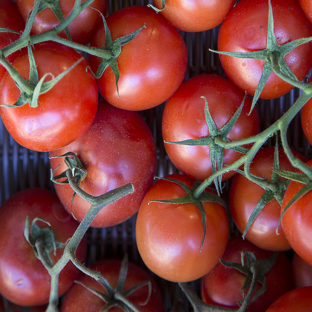 TOMATO - Stupice - Lycopersicon esculentum