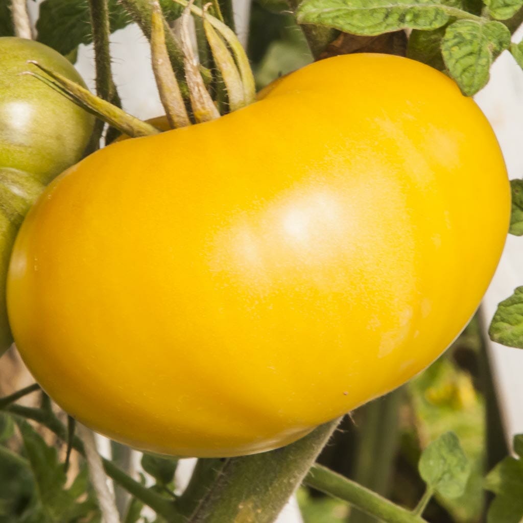 DWARF TOMATO - Sweet Sue - Lycopersicon esculentum