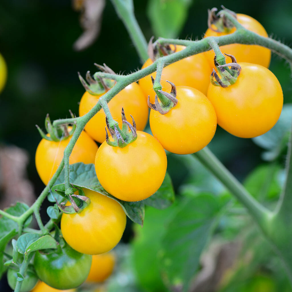 TOMATO - Tomme Toe Yellow - Lycopersicon esculentum