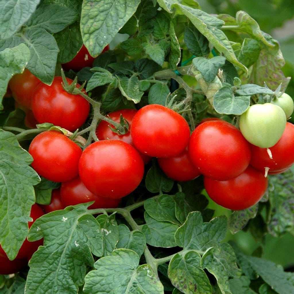 TOMATO - Totem - Lycopersicon esculentum