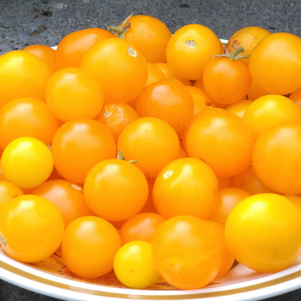 MICRO TOMATO - Venus - Lycopersicon esculentum