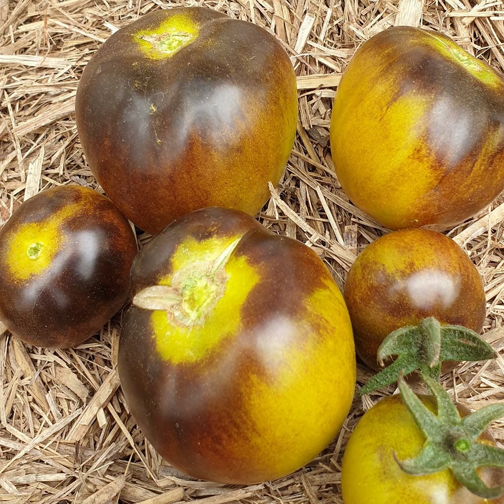Wagner Blue Green» - Organic Tomato Seeds - ❀ Shipping is free for orders  over €50