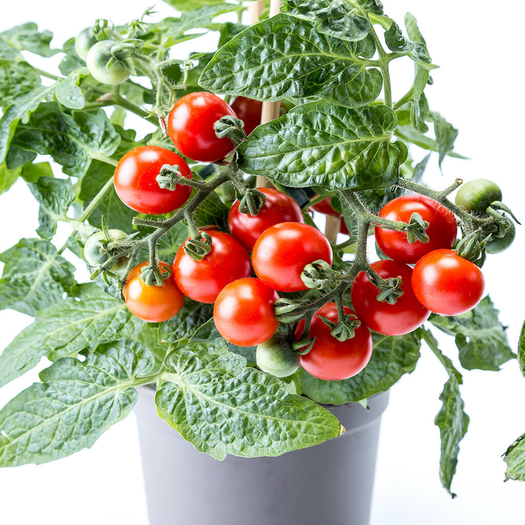 MICRO TOMATO - Window Box - Lycopersicon esculentum