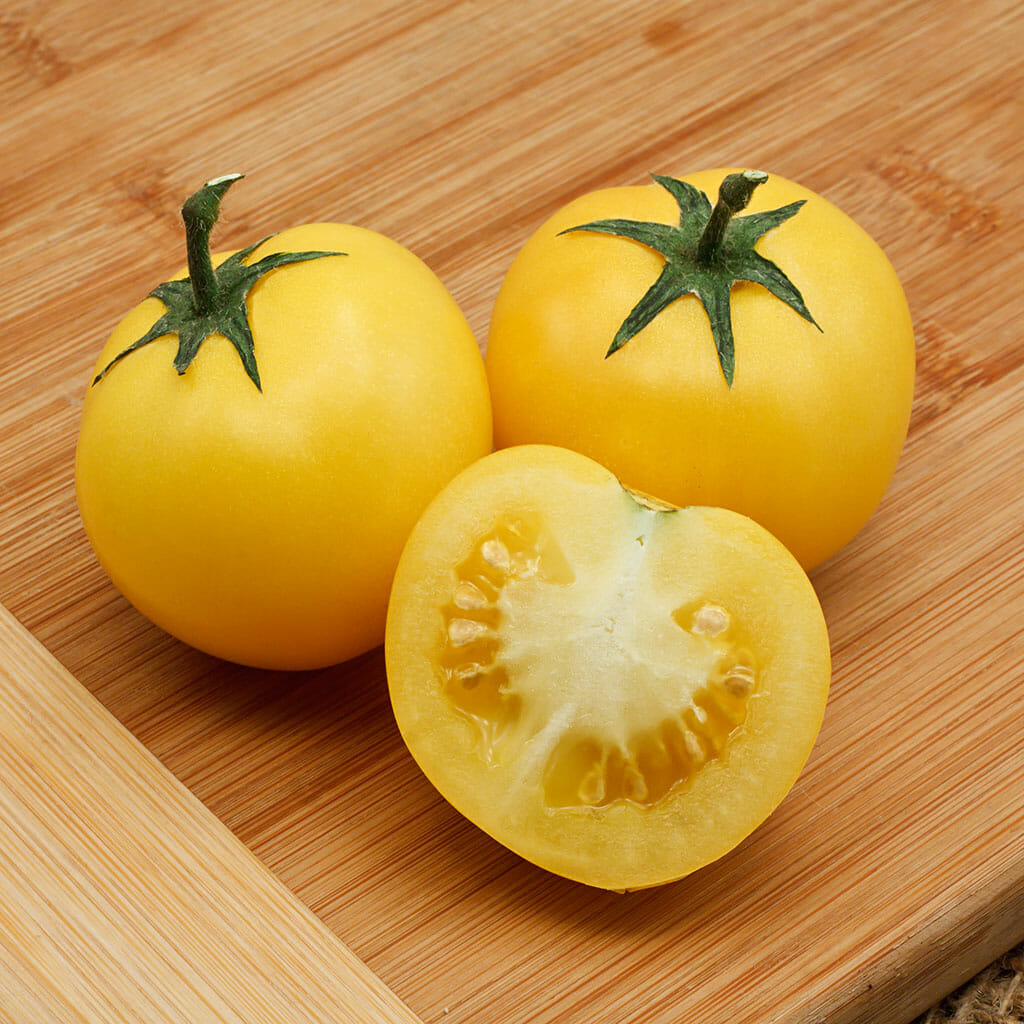 TOMATO - Yellow Perfection - Lycopersicon esculentum