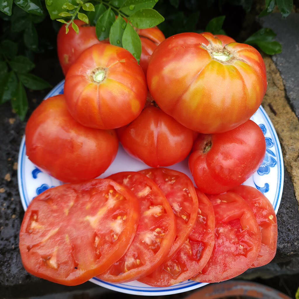 DWARF TOMATO - Zoe's Sweet - Lycopersicon esculentum