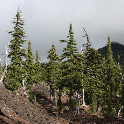 Tsuga martensiana - Mountain Hemlock - #