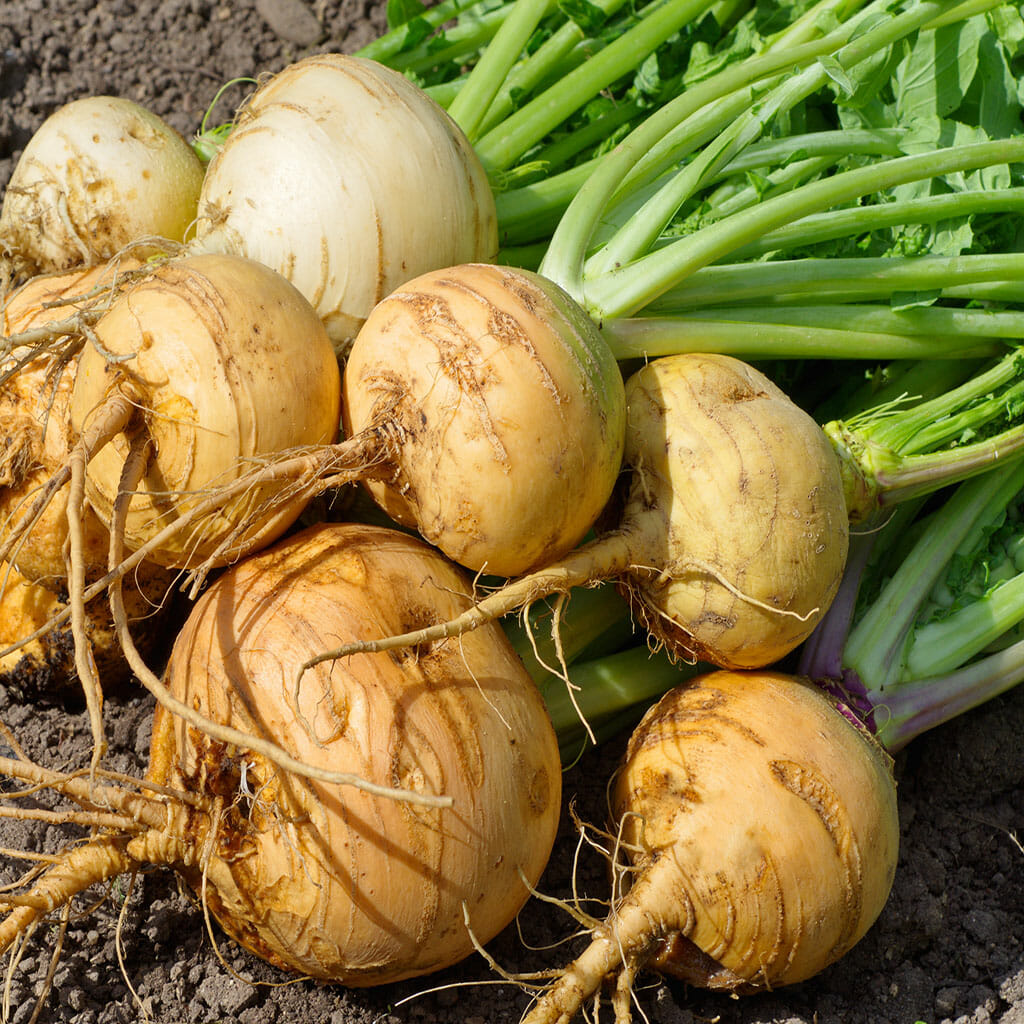 TURNIP - Golden Globe - Brassica rapa