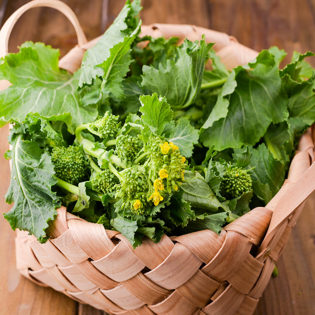 TURNIP - Seven Top - Brassica rapa
