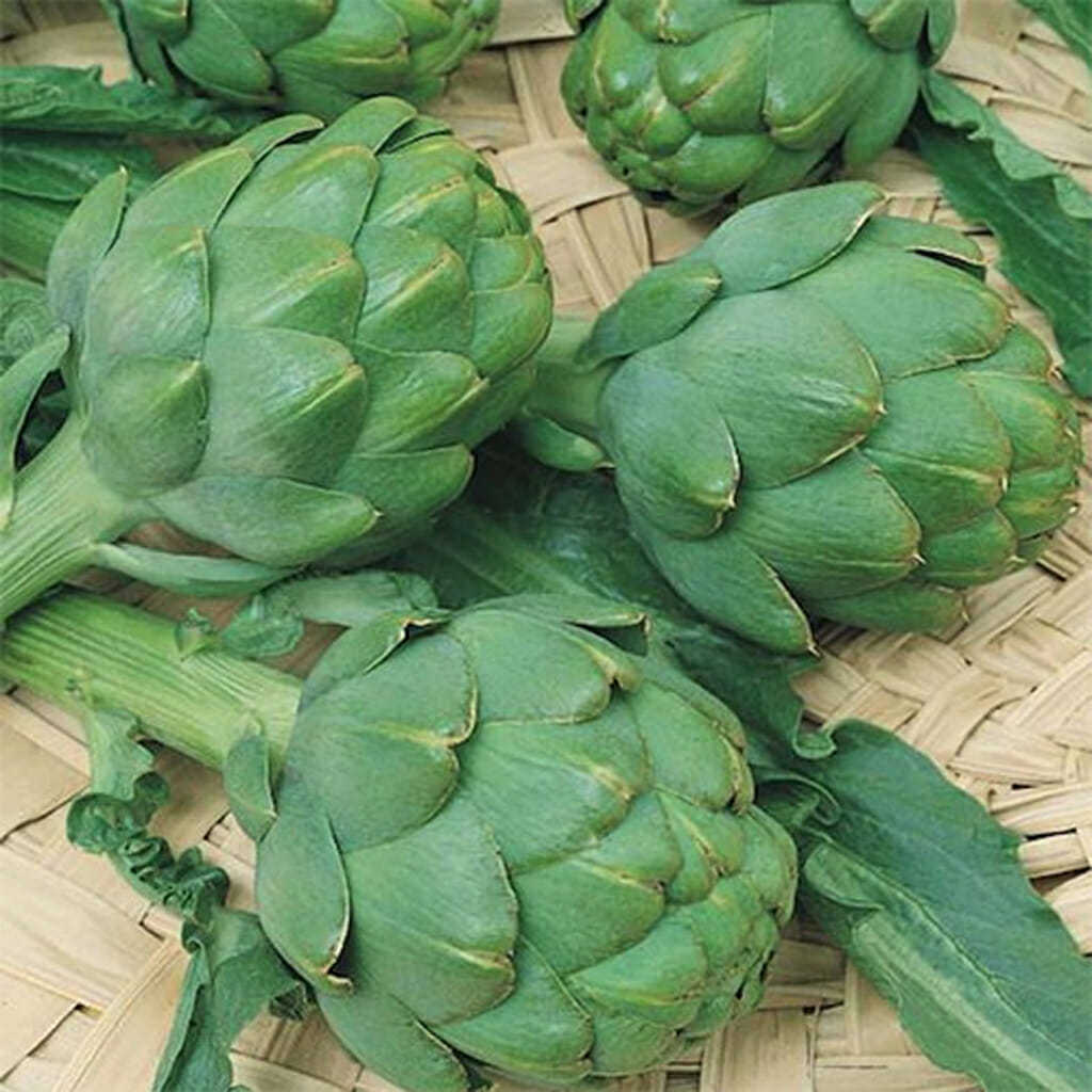 ARTICHOKE - Green Globe - Cynara scolymus