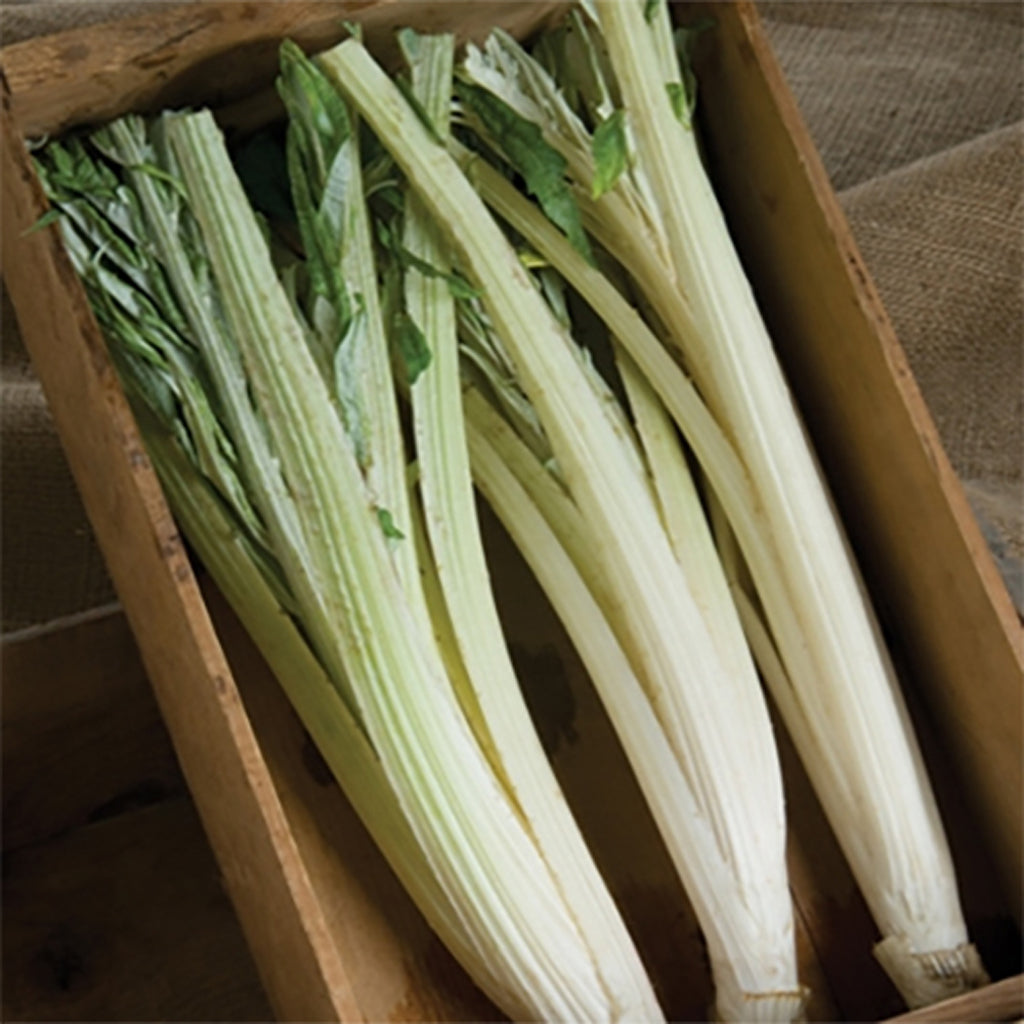 CARDOON - Pieno Inerme - Cynara cardunculus