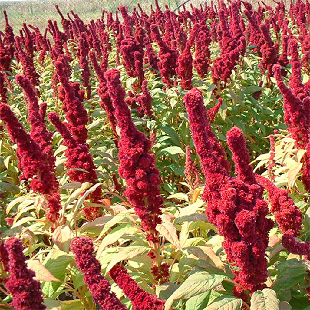 AMARANTH - Red Garnet - Amaranthus tricolor