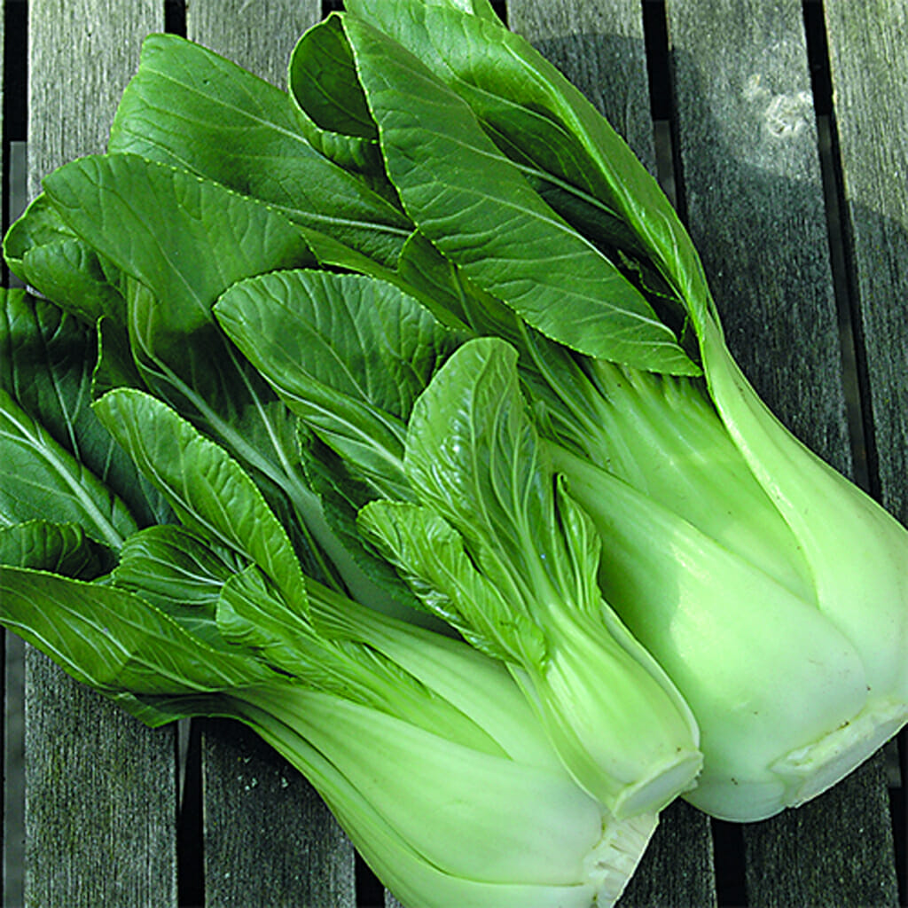 PAK CHOI - - Brassica rapa var. chinensis
