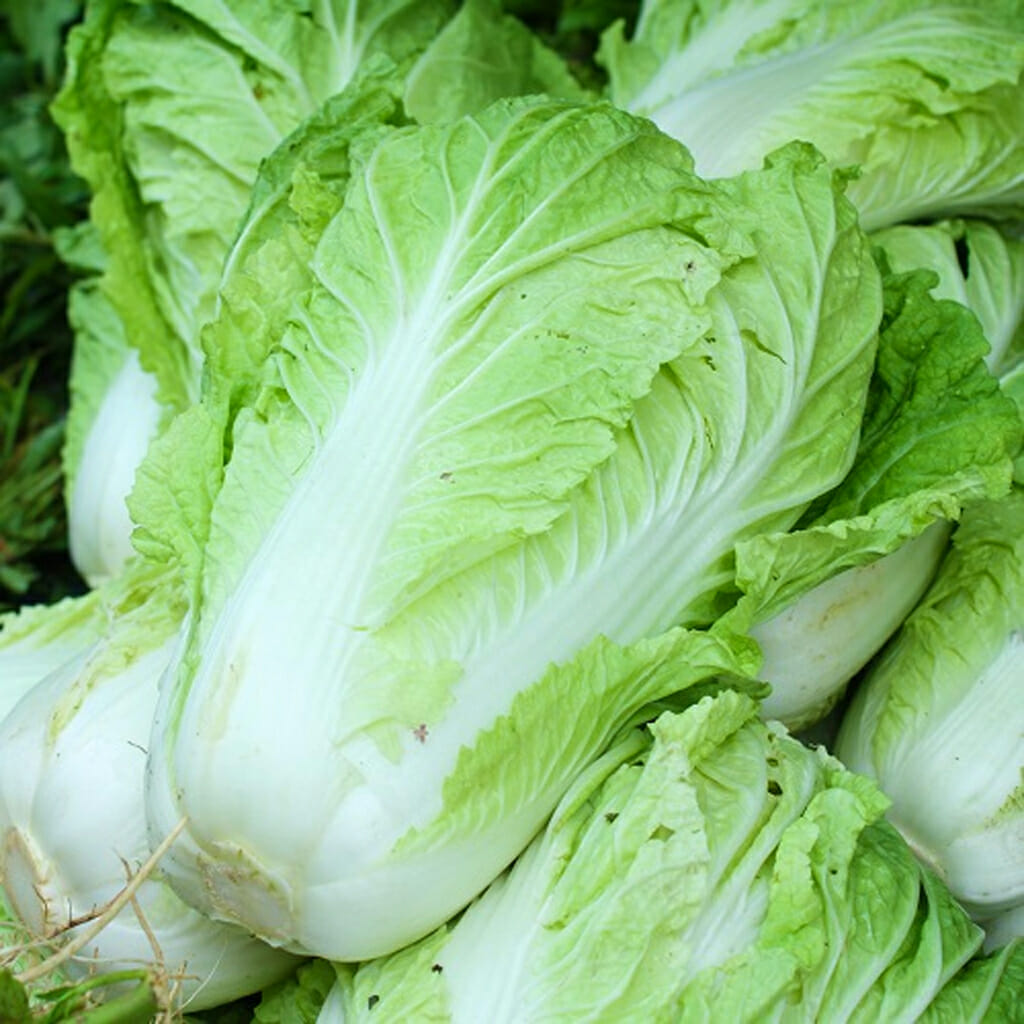 CHINESE CABBAGE - Michihili Wong Bok - Brassica rapa var. chinensis