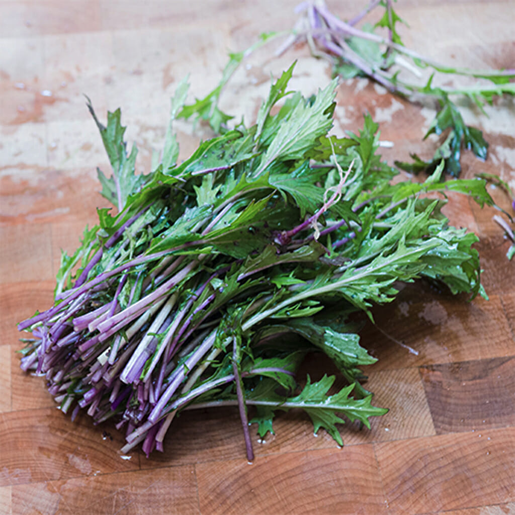 MIZUNA - Purple (Hybrid) - Brassica japonica