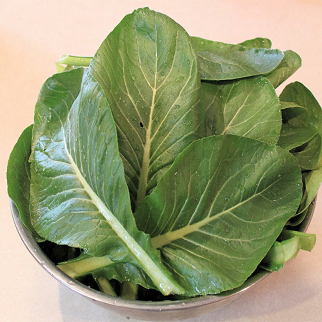 KOMATSUNA - Tokyo Early - Brassica campestris var chinensis