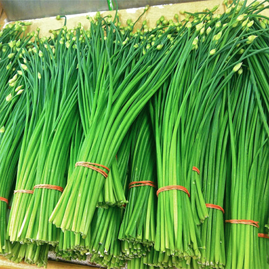 CHINESE CHIVES - Tender Leaf  - Allium tuberosum rottler