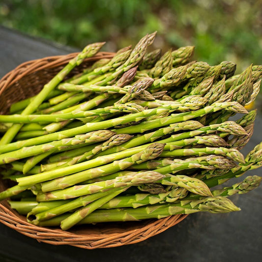 ASPARAGUS - UC 157  - Asparagus oficinalis