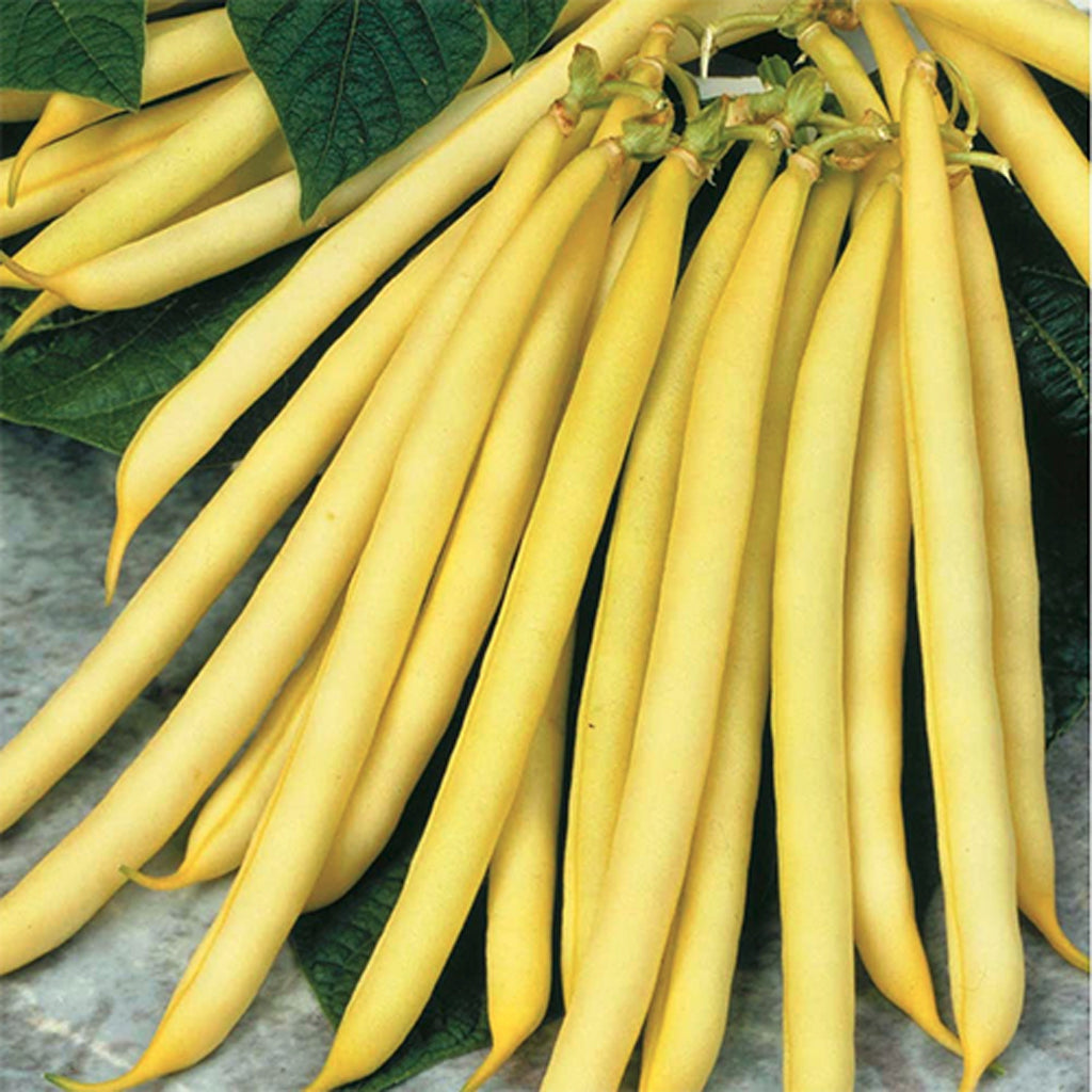 BUSH BEAN - Cherokee Wax  - Phaseolus vulgaris