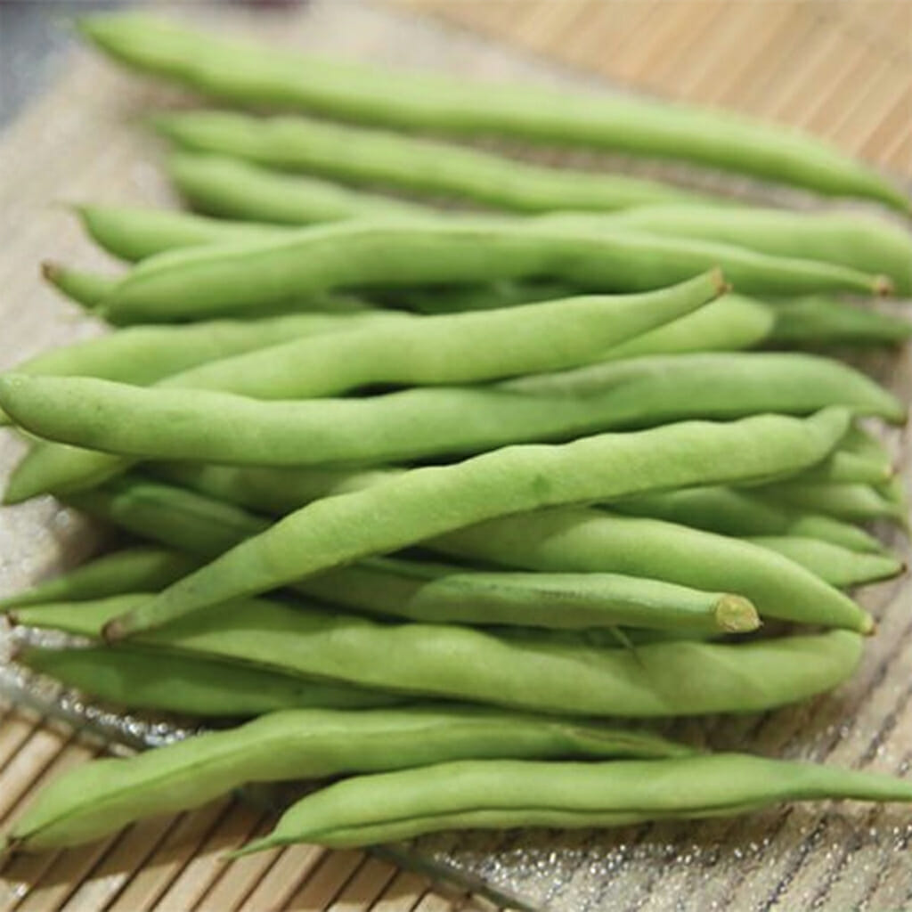 BUSH BEAN - Gourmet Delight - Phaseolus vulgaris