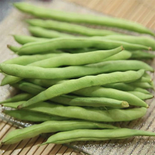 BUSH BEAN - Gourmet Delight  - Phaseolus vulgaris