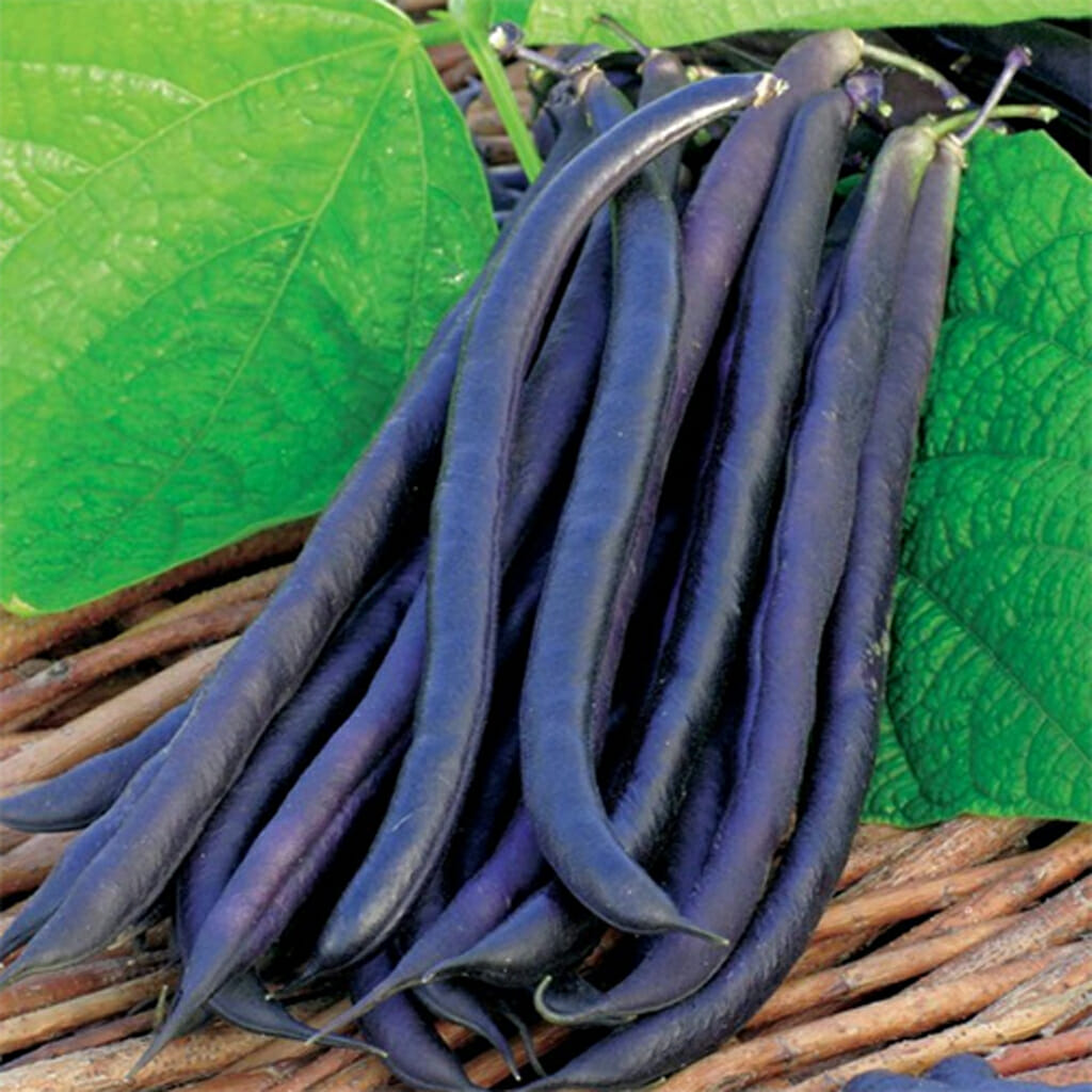 BUSH BEAN - Royal Burgundy - Phaseolus vulgaris