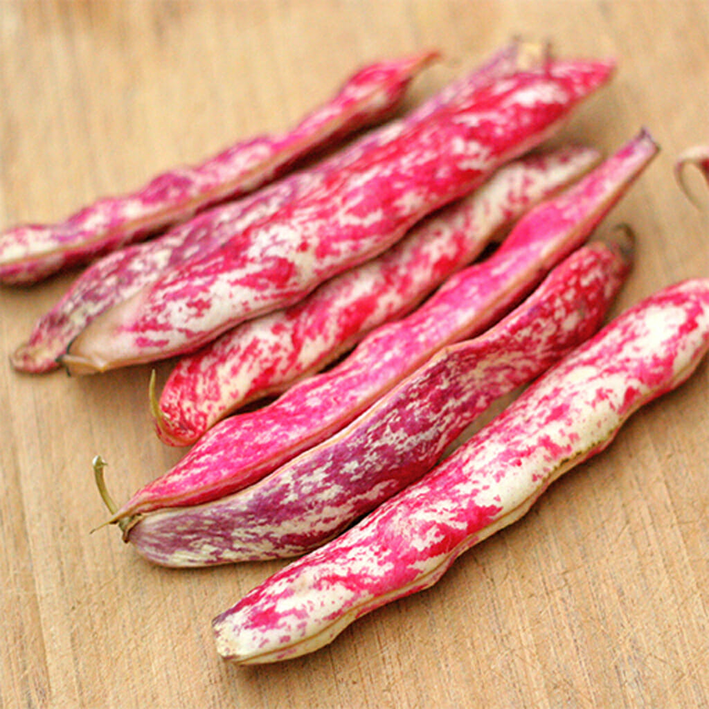 BUSH BEAN - Tongue of Fire  - Phaseolus vulgaris