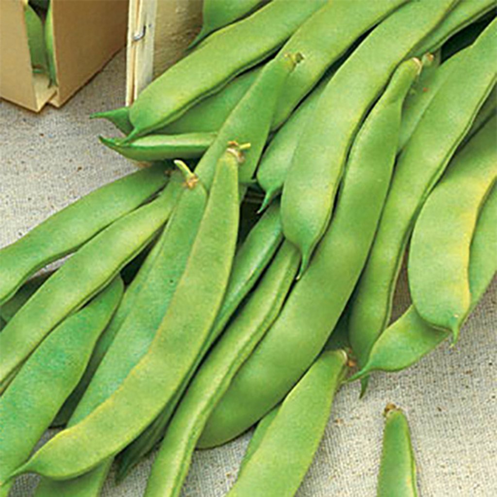 BUSH BEAN - Italian Romano  - Phaseolus vulgaris