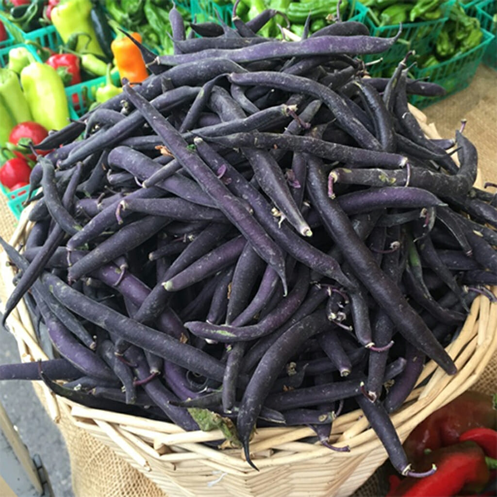 CLIMBING BEAN - Purple King  - Phaseolus vulgaris