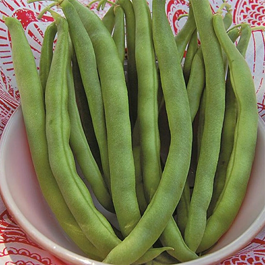 CLIMBING BEAN - Kentucky Wonder  - Phaseolus vulgaris