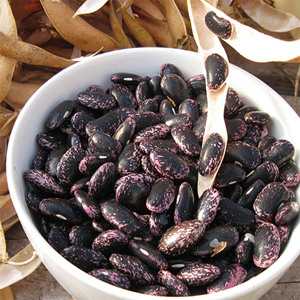 CLIMBING BEAN - Scarlet Runner  - Phaseolus coccineus