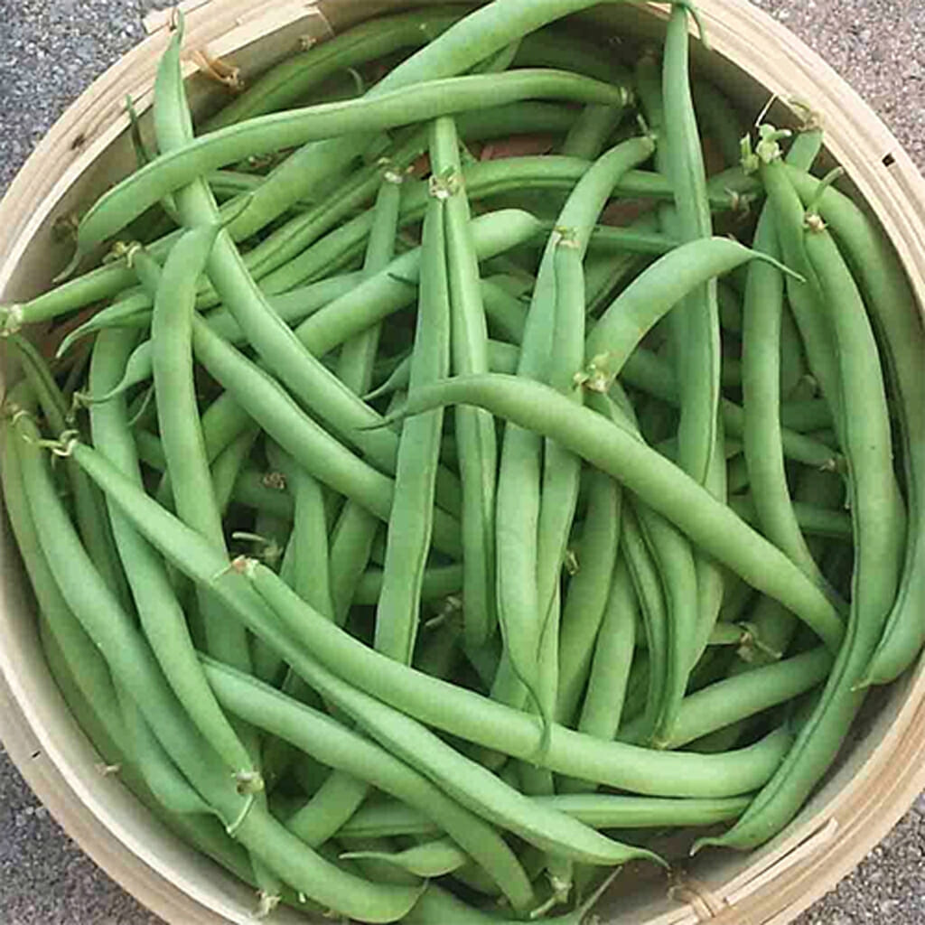 CLIMBING BEAN - Westralia  - Phaseolus vulgaris