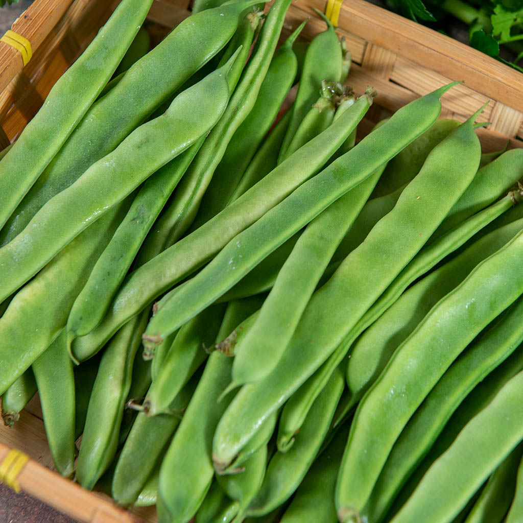 CLIMBING BEAN - Giant of Stuttgart - Phaseolus vulgaris