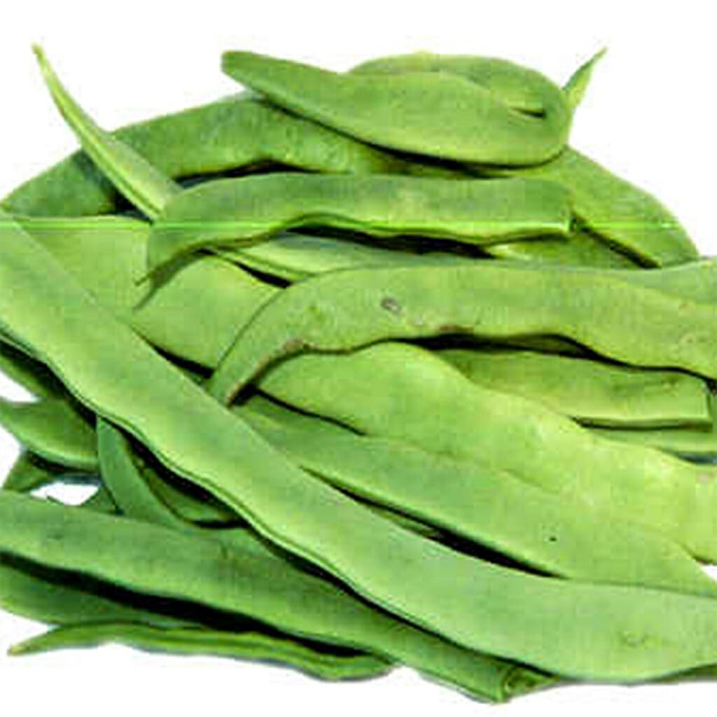 FLAT BEAN - Plazza  - Phaseolus vulgaris