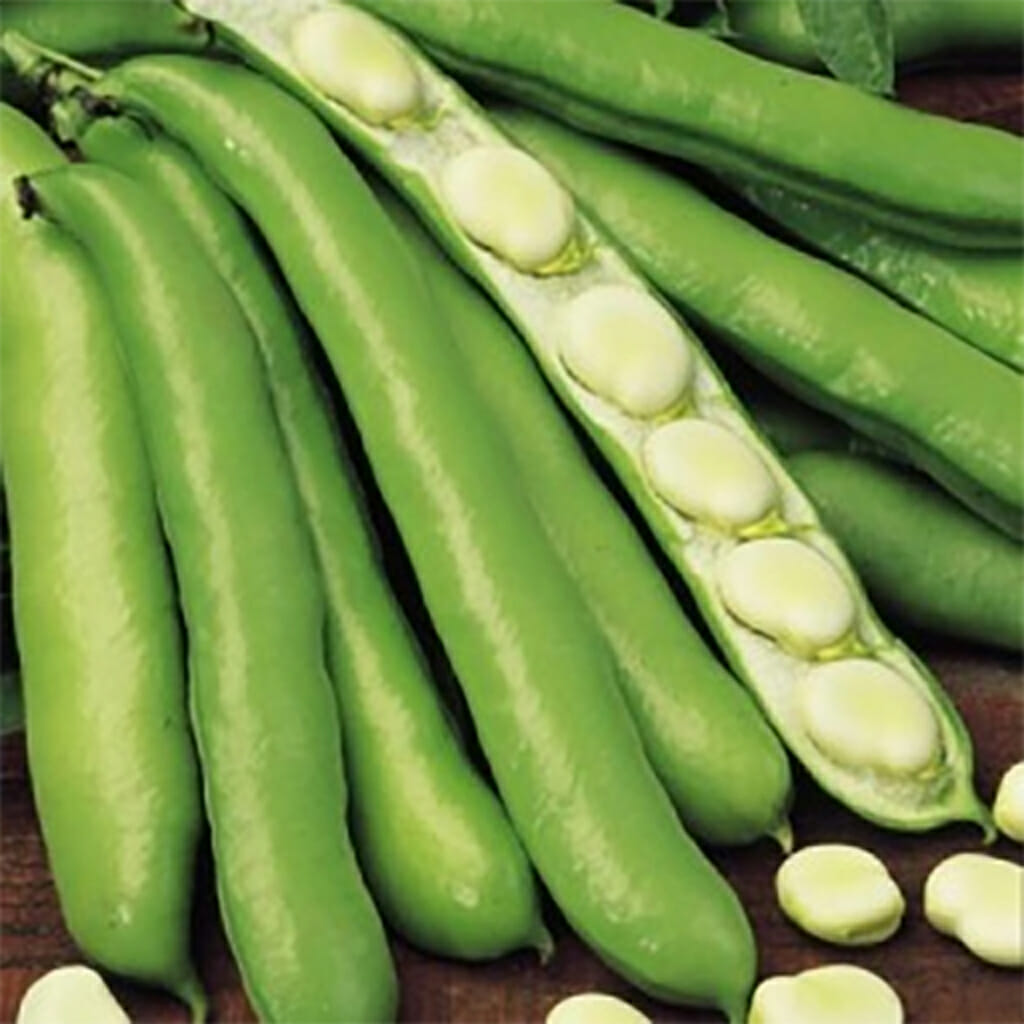 BROAD BEAN - Coles Dwarf  - Vicia faba
