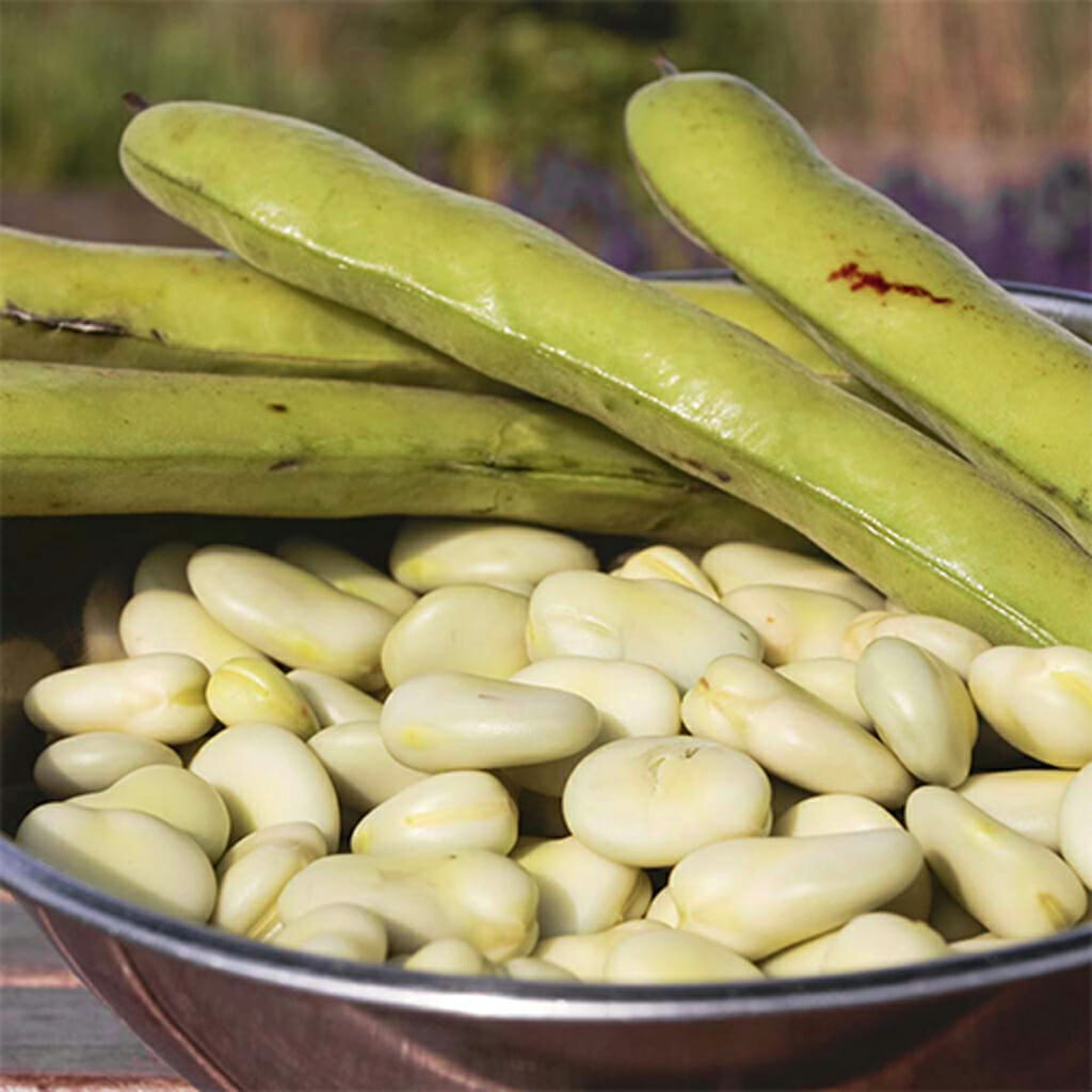 BROAD BEAN - Aquadulce  - Vicia faba