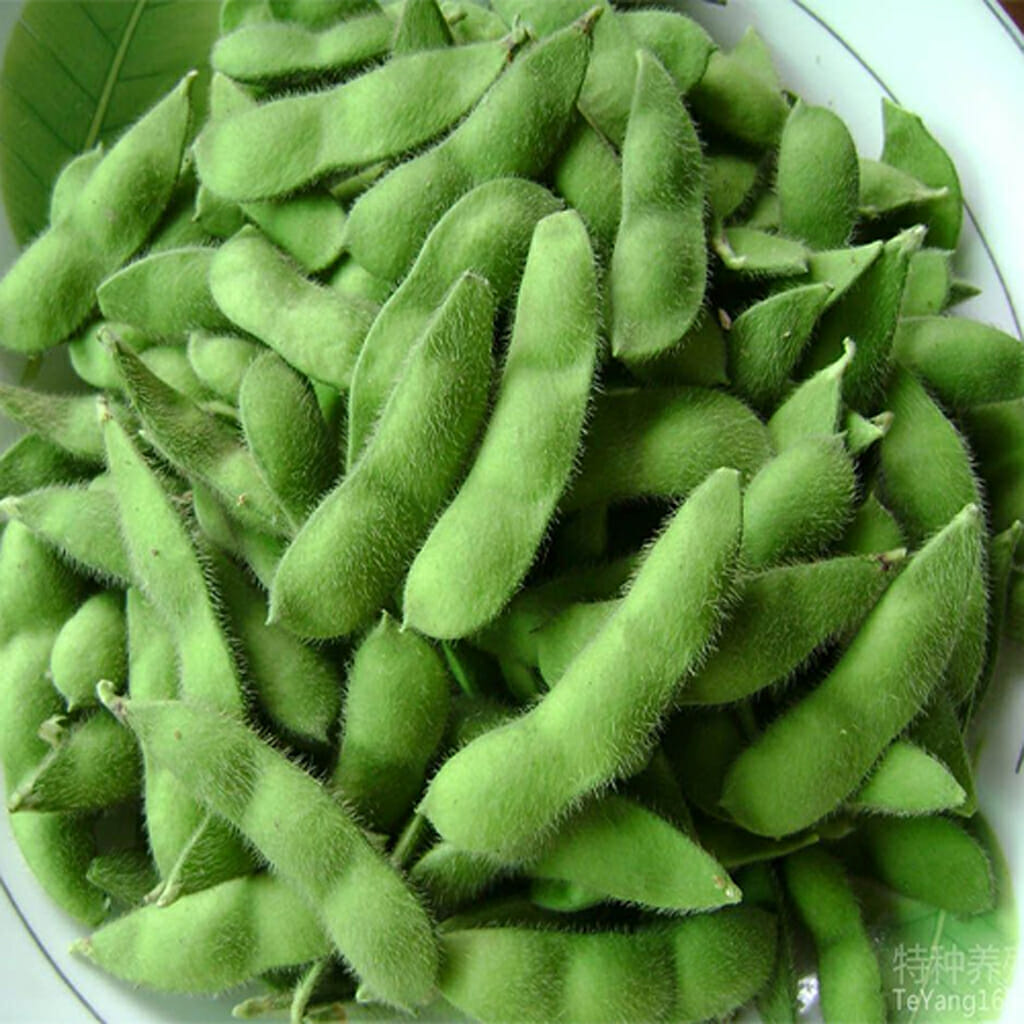 SOY BEAN - Edamame  - Vicia faba