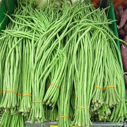SNAKE BEAN - Black Seeded  - Vigna unguiculata var. sesquipedalis
