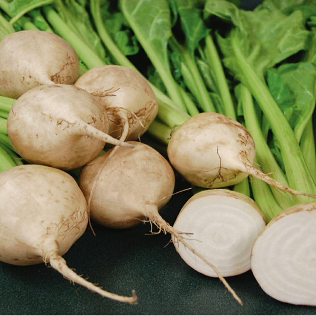 BEETROOT - White - Beta vulgaris