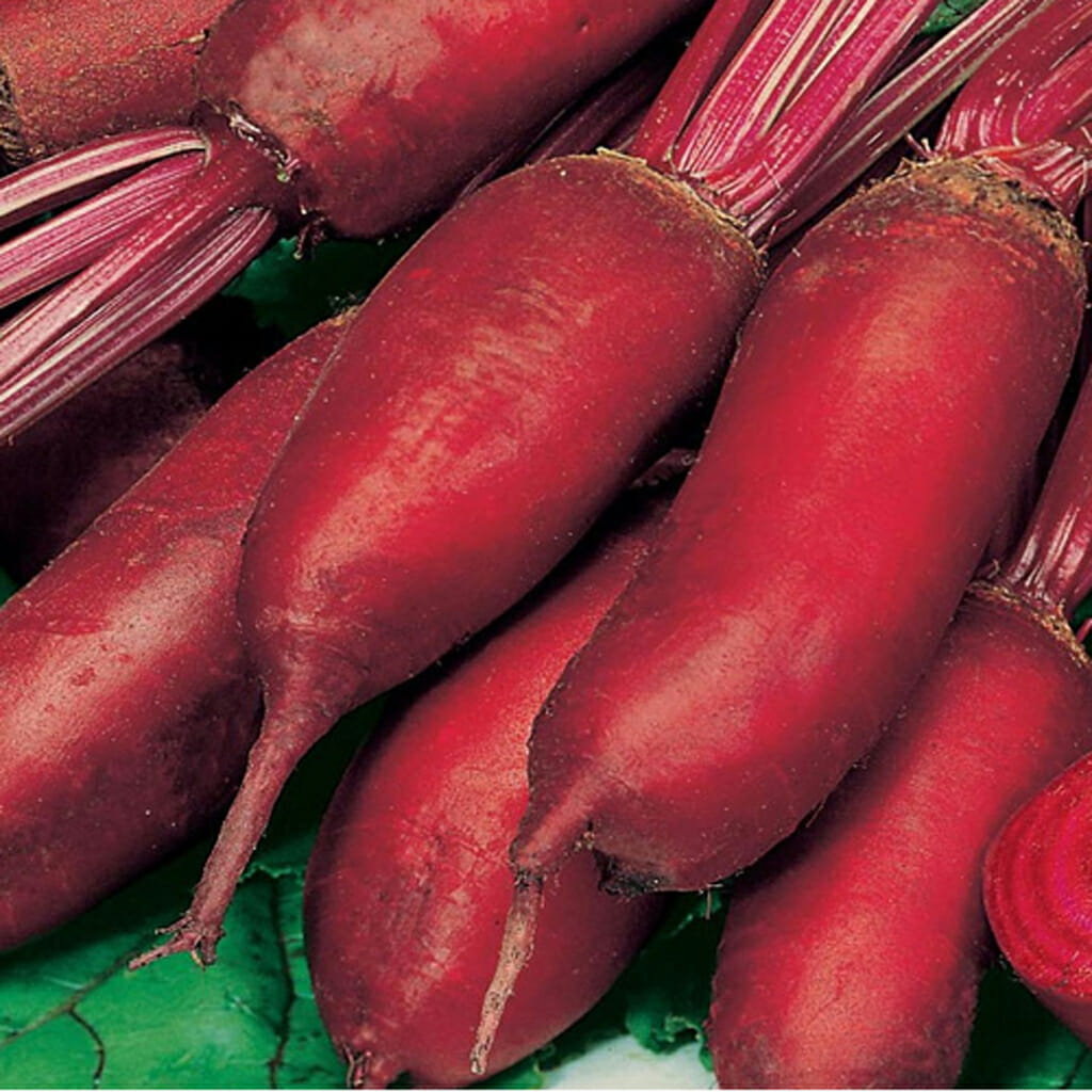 BEETROOT - Cylindra - Beta vulgaris