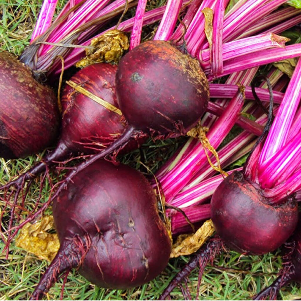 BEETROOT - Early Wonder - Beta vulgaris
