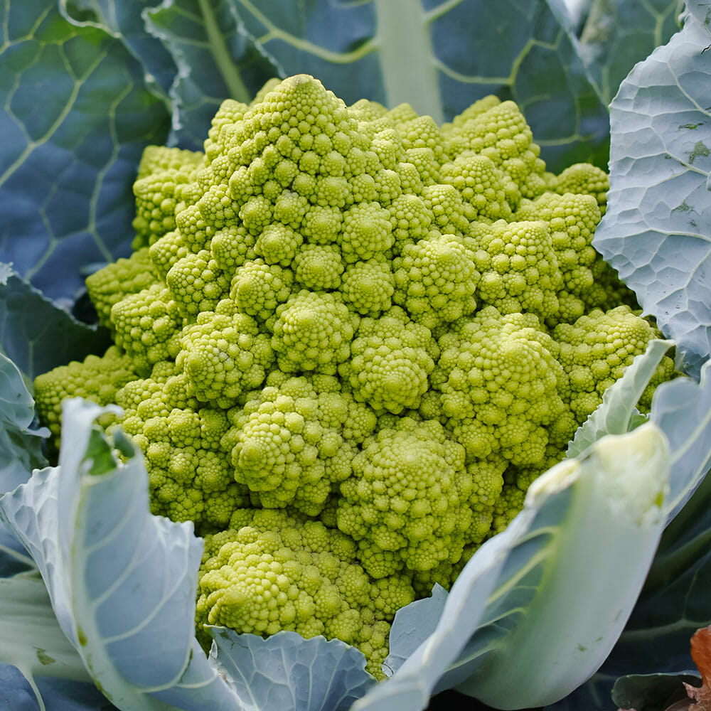 BROCCOLI - Romanesco - Brassica oleracea