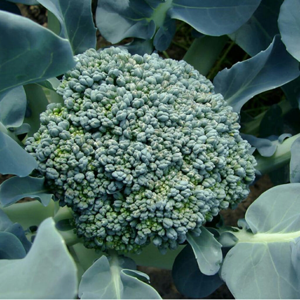 BROCCOLI - Waltham 29 - Brassica oleracea